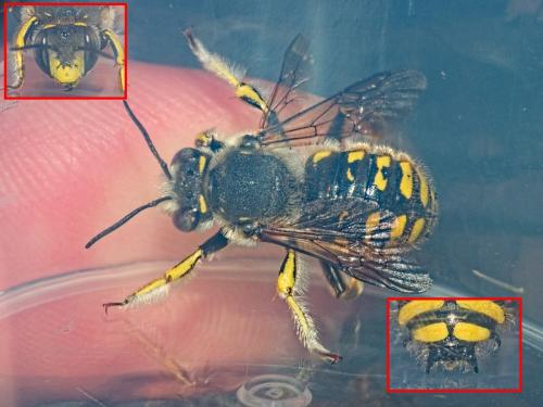 Réf. 352 658 : Anthidium manicatum